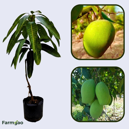 Green Willard Mango Aam Grafted Healthy Fruit Plant
