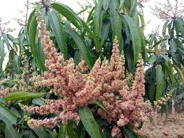 Green Willard Mango Aam Grafted Healthy Fruit Plant