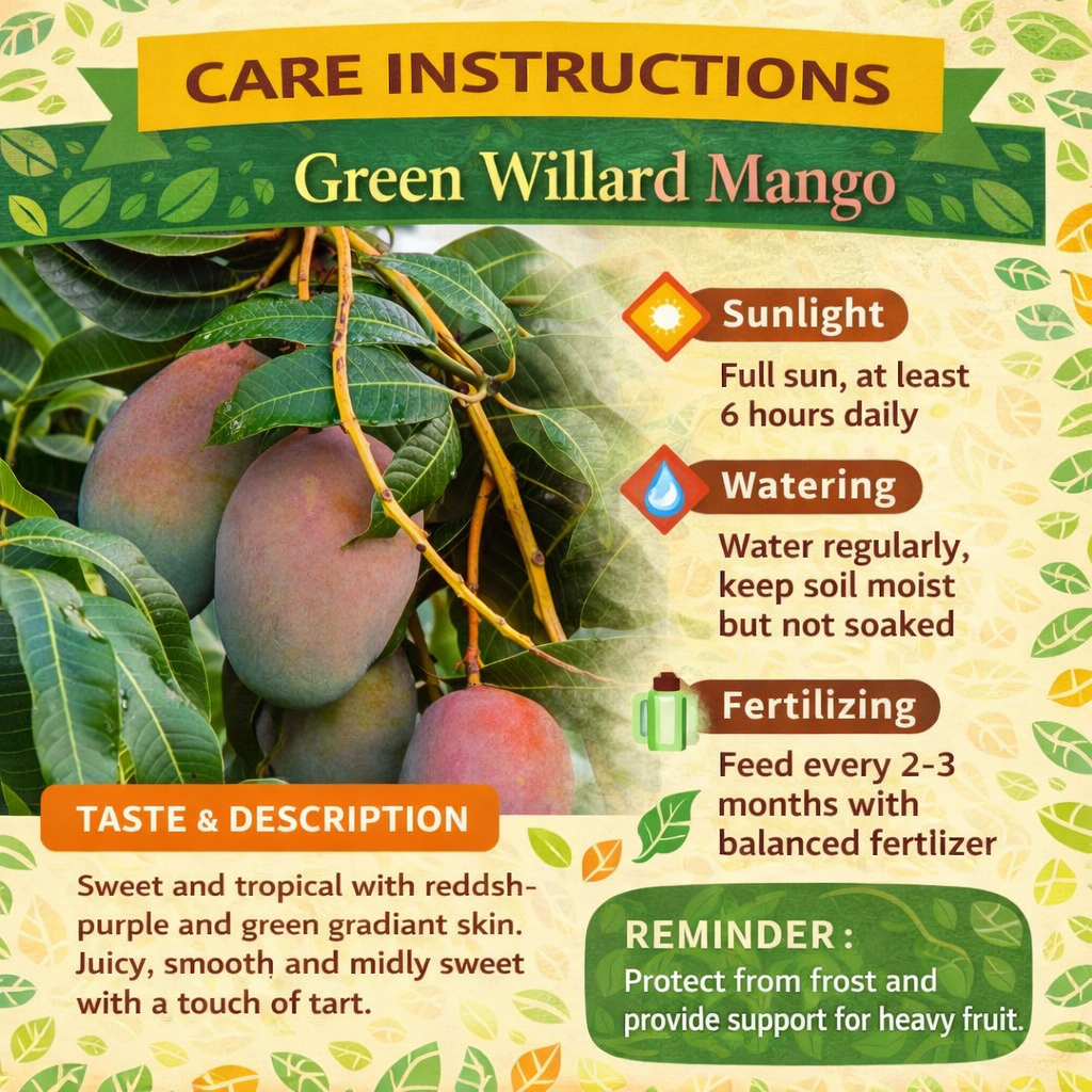 Green Willard Mango Aam Grafted Healthy Fruit Plant