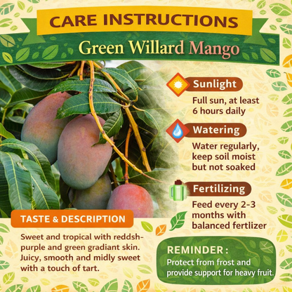 Green Willard Mango Aam Grafted Healthy Fruit Plant