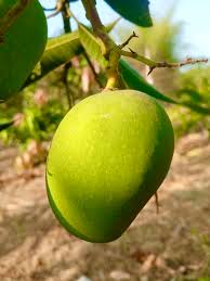 Green Willard Mango Aam Grafted Healthy Fruit Plant