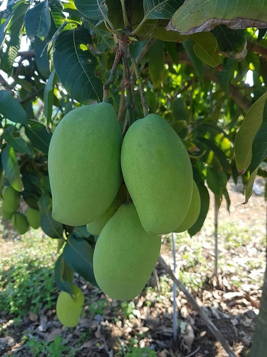 Green Willard Mango Aam Grafted Healthy Fruit Plant