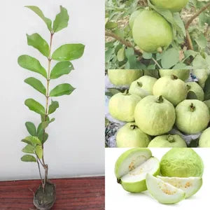 Allahabad Safeda Guava Hybrid Air Layered Plant