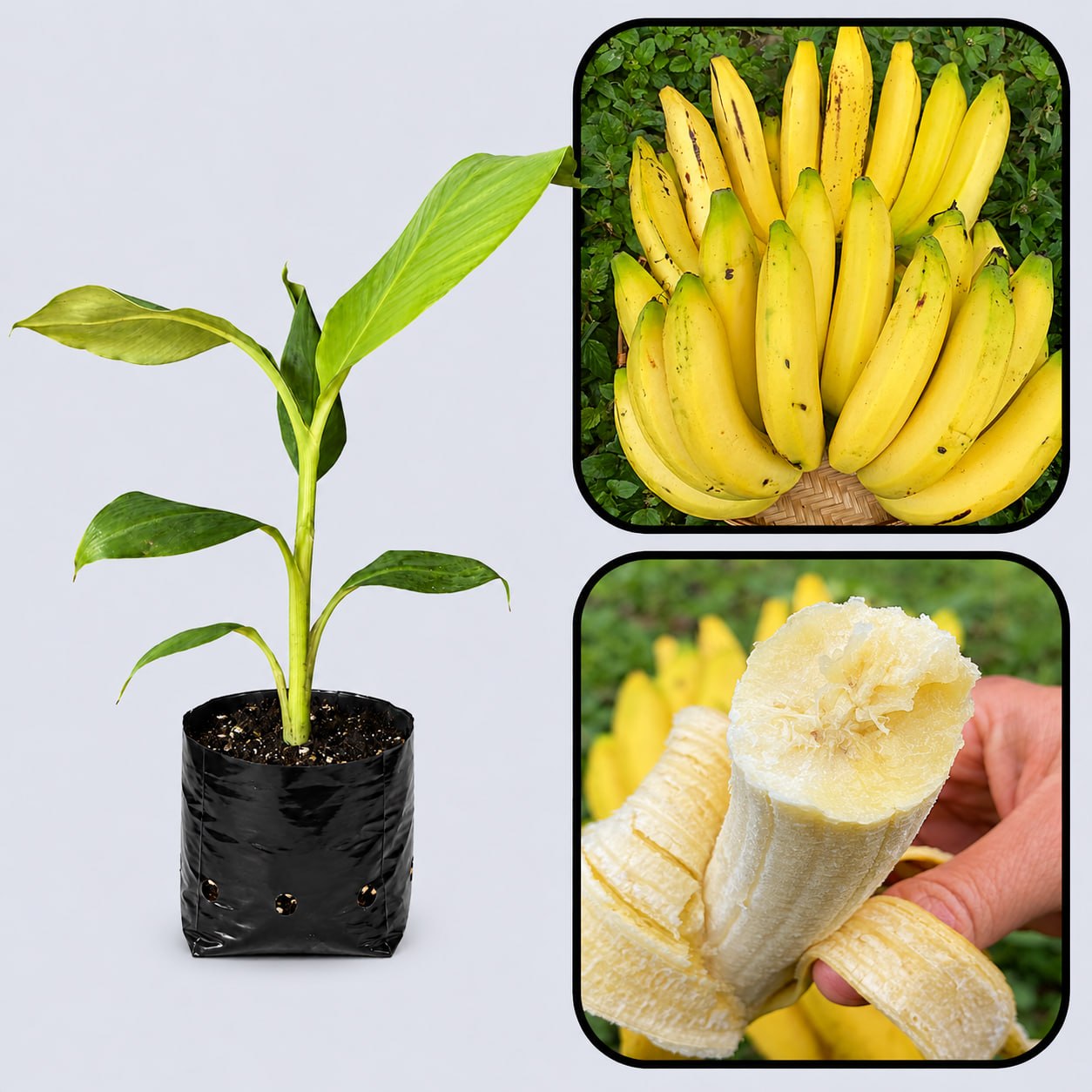 Gros Michel Banana Healthy Sweet Tissue Cultured Fruit Plant