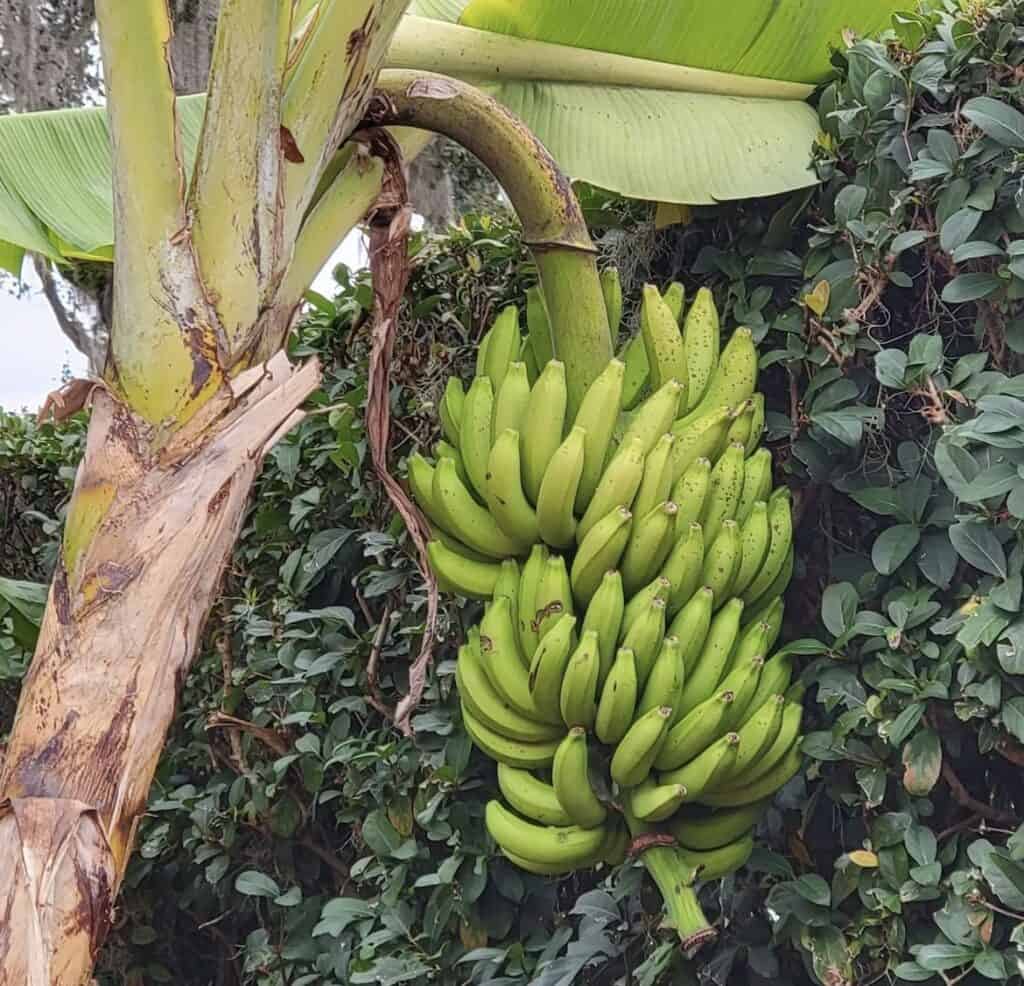 Gros Michel Banana Healthy Sweet Tissue Cultured Fruit Plant