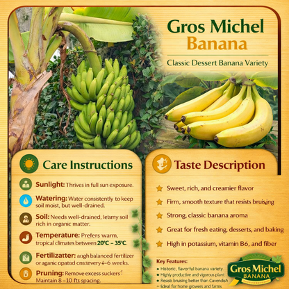 Gros Michel Banana Healthy Sweet Tissue Cultured Fruit Plant
