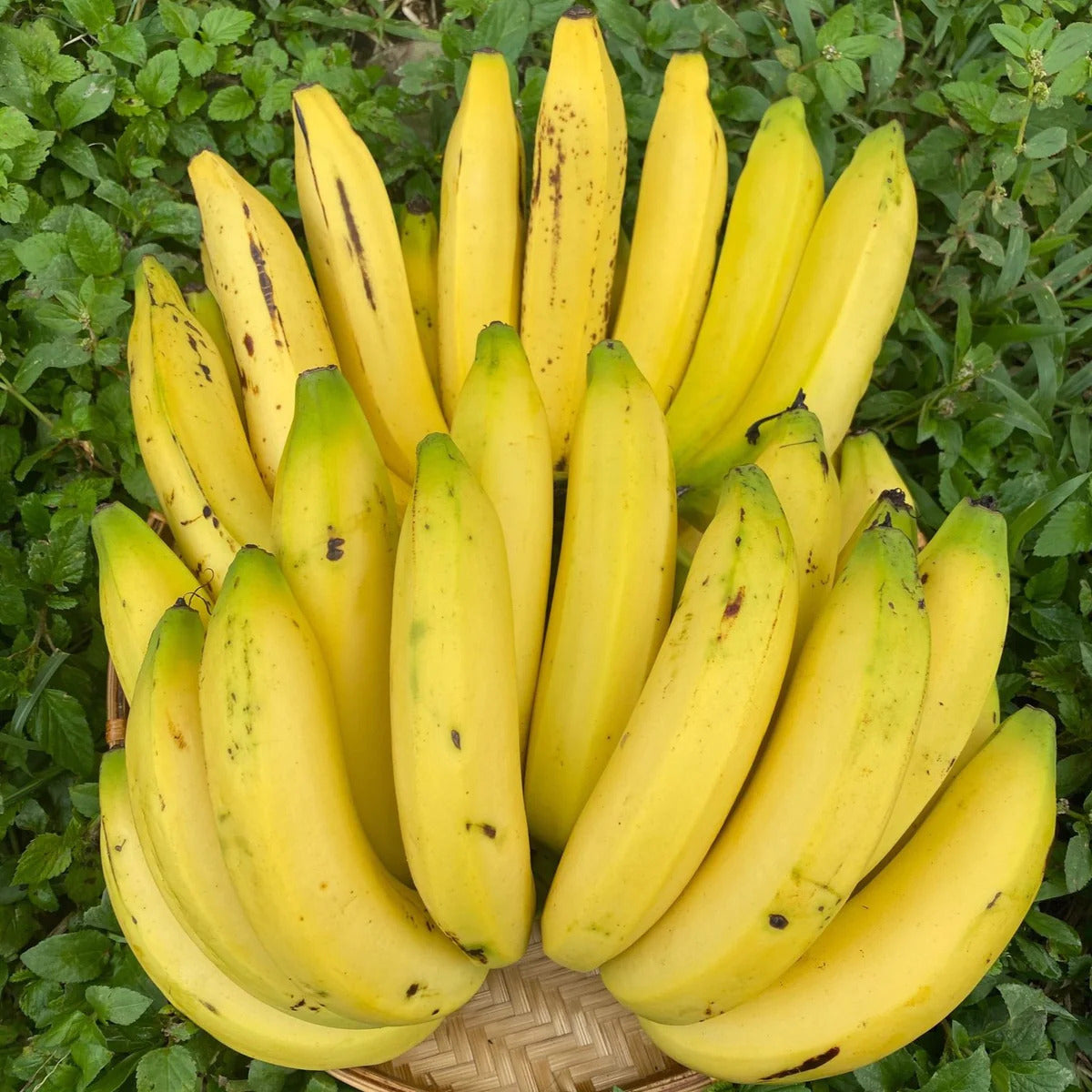 Gros Michel Banana Healthy Sweet Tissue Cultured Fruit Plant