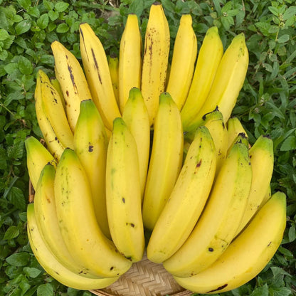 Gros Michel Banana Healthy Sweet Tissue Cultured Fruit Plant