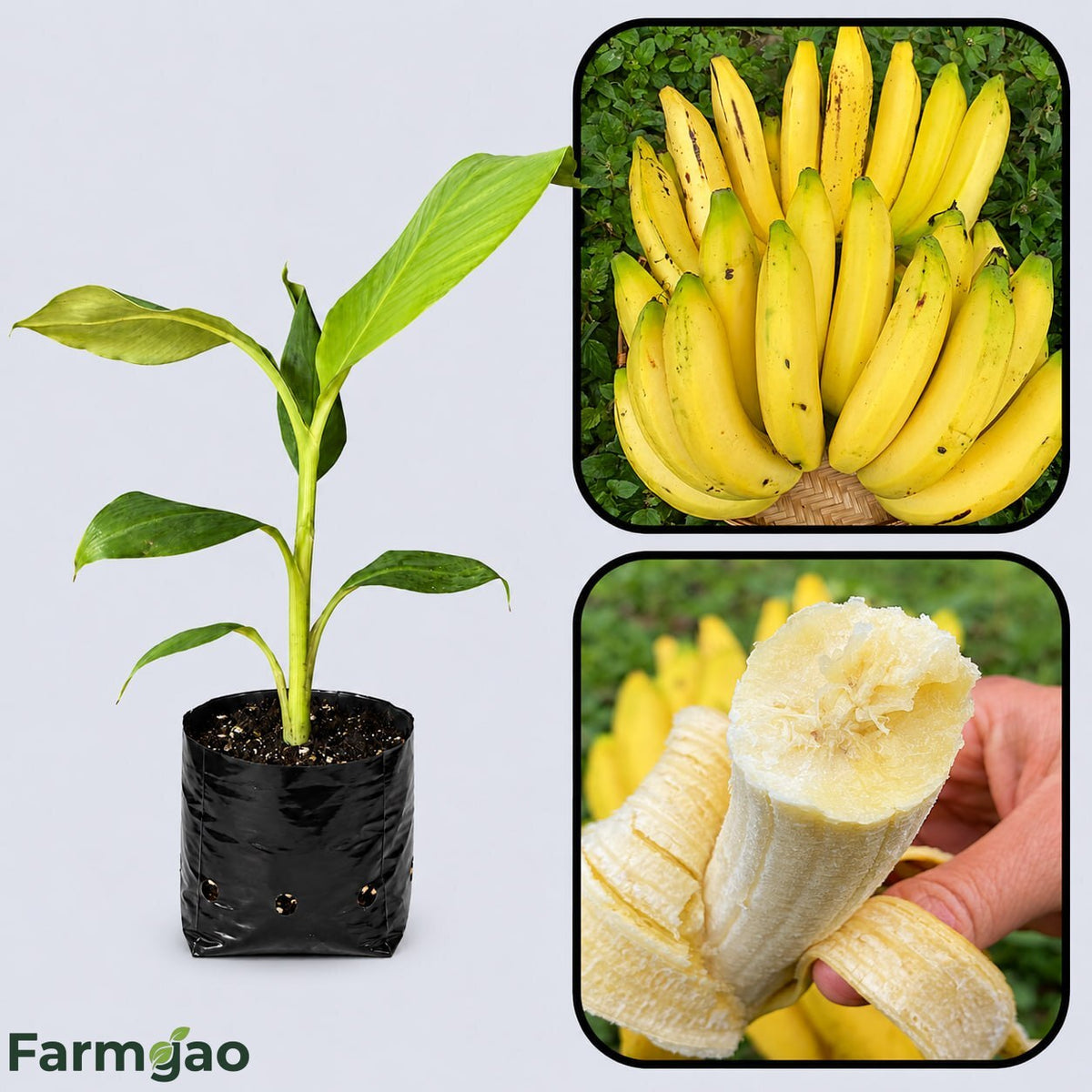 Gros Michel Banana Healthy Sweet Tissue Cultured Fruit Plant