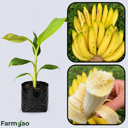 Gros Michel Banana Healthy Sweet Tissue Cultured Fruit Plant