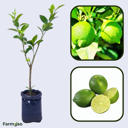 Guangxi Lemon Plant Live Nimbu Tree Kagzi Lemon Citrus Limon Fruit Plant