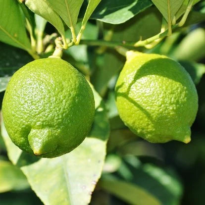 Guangxi Lemon Plant Live Nimbu Tree Kagzi Lemon Citrus Limon Fruit Plant