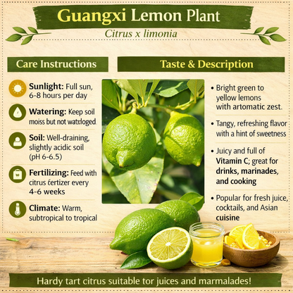 Guangxi Lemon Plant Live Nimbu Tree Kagzi Lemon Citrus Limon Fruit Plant