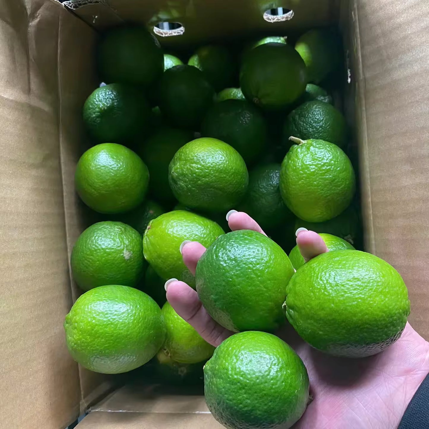 Guangxi Lemon Plant Live Nimbu Tree Kagzi Lemon Citrus Limon Fruit Plant