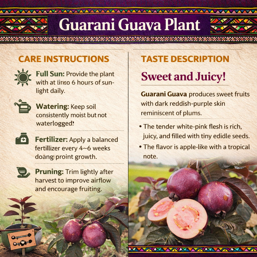 Guarani Guava Air Layered Healthy Fruit Plant