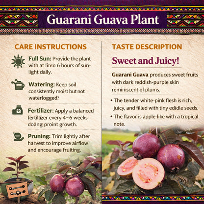 Guarani Guava Air Layered Healthy Fruit Plant