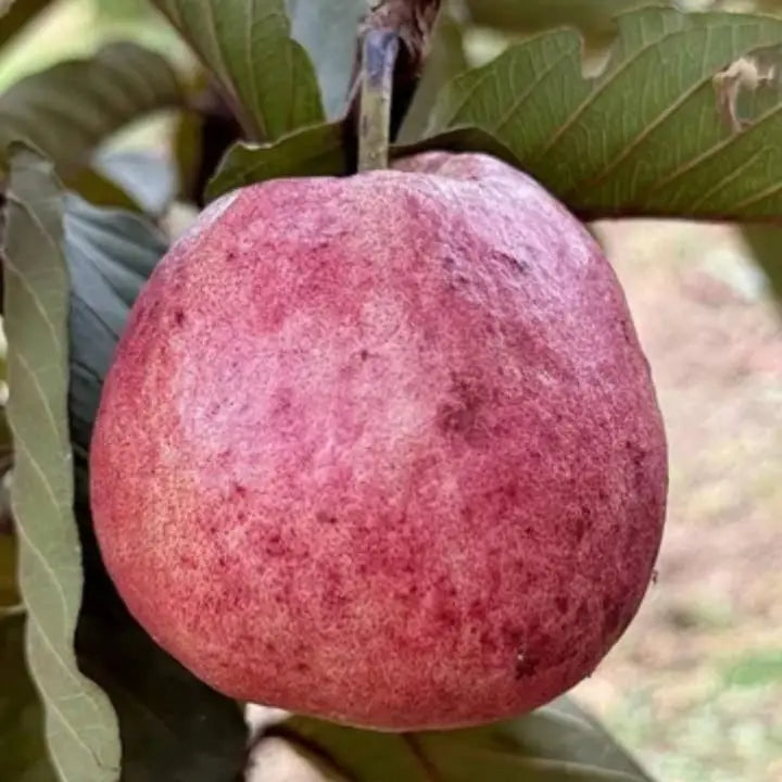 Guarani Guava Air Layered Healthy Fruit Plant