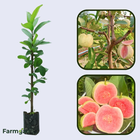 Guatemala Roja Guava  Air Layered Healthy Fruit Plant