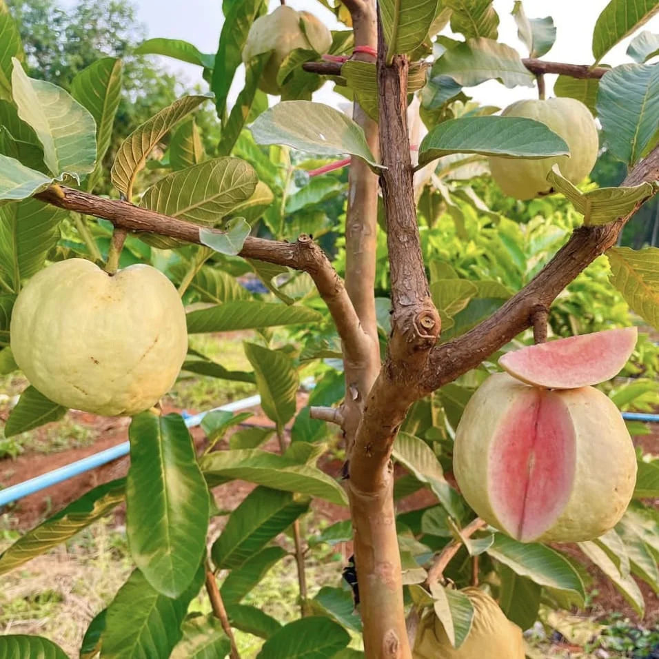 Guatemala Roja Guava  Air Layered Healthy Fruit Plant