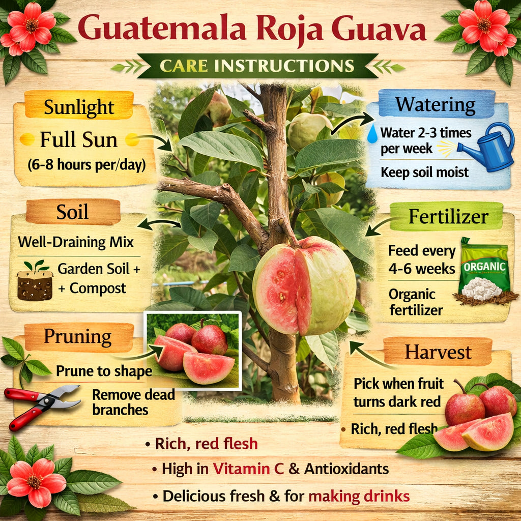 Guatemala Roja Guava  Air Layered Healthy Fruit Plant