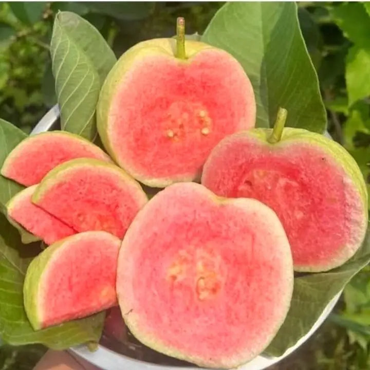 Guatemala Roja Guava  Air Layered Healthy Fruit Plant