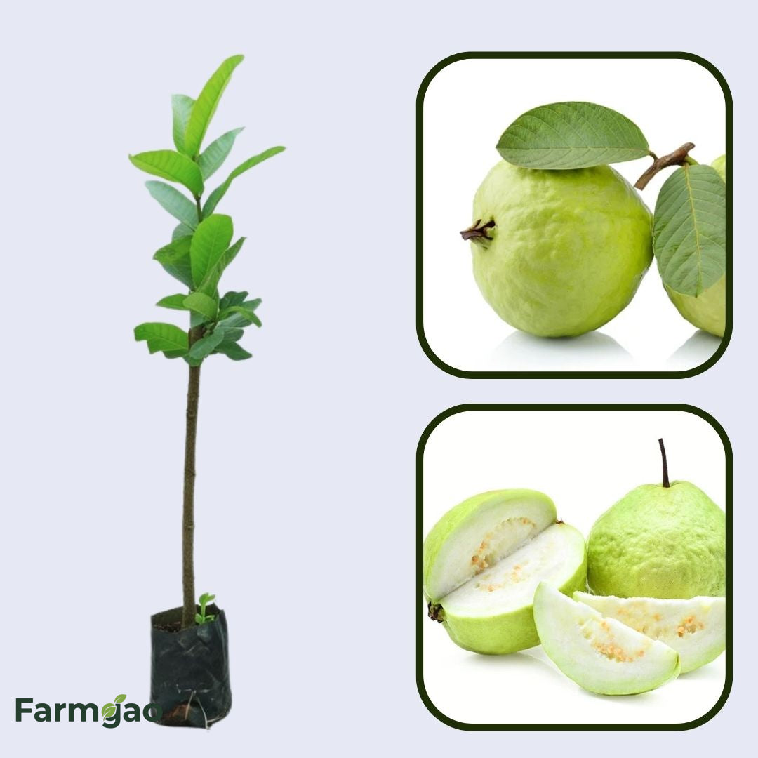 Guerrero Blanca Guava Air Layered Healthy Fruit Plant