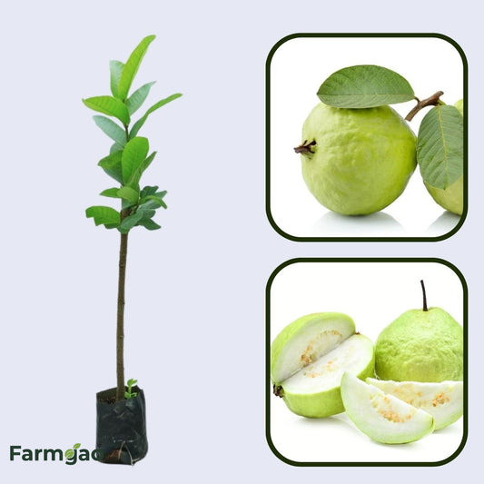 Guerrero Blanca Guava Air Layered Healthy Fruit Plant