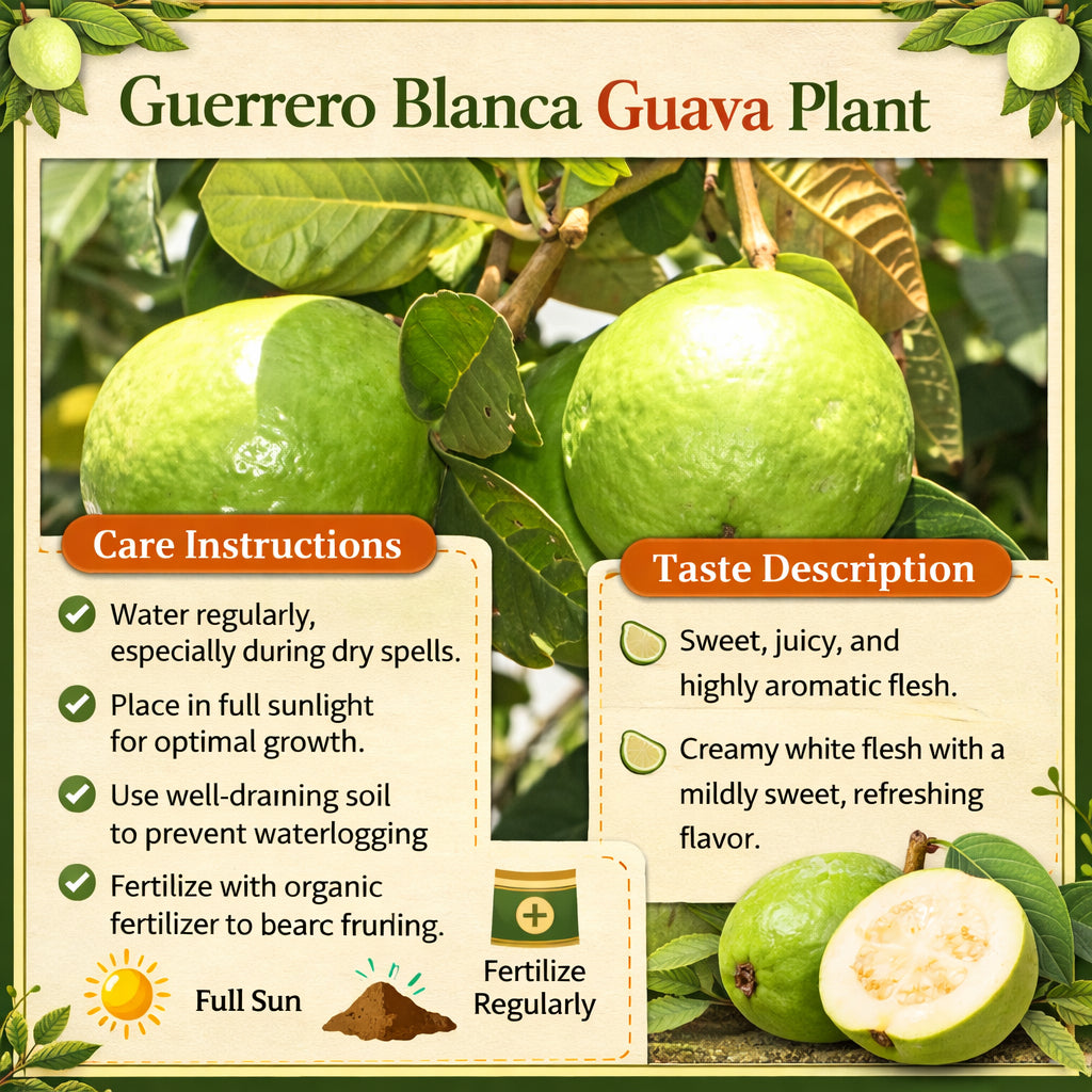 Guerrero Blanca Guava Air Layered Healthy Fruit Plant