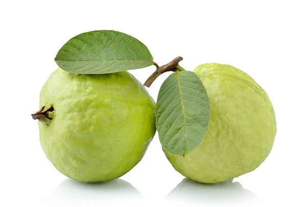Guerrero Blanca Guava Air Layered Healthy Fruit Plant