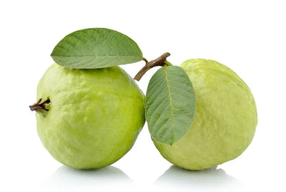 Guerrero Blanca Guava Air Layered Healthy Fruit Plant