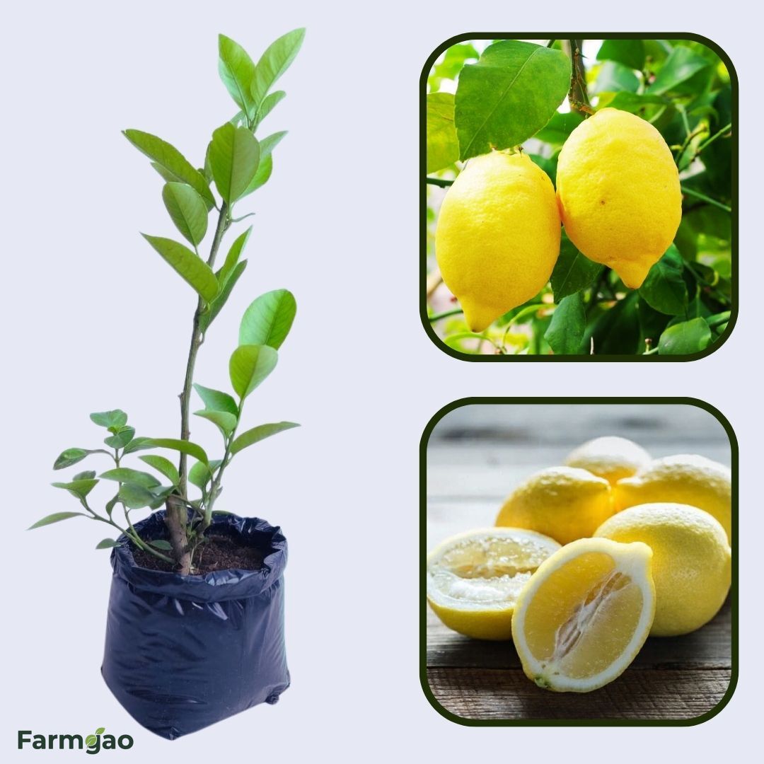 Gujarat Kagzi Lemon Plant Live Nimbu Tree Kagzi Lemon Citrus Limon Fruit Plant