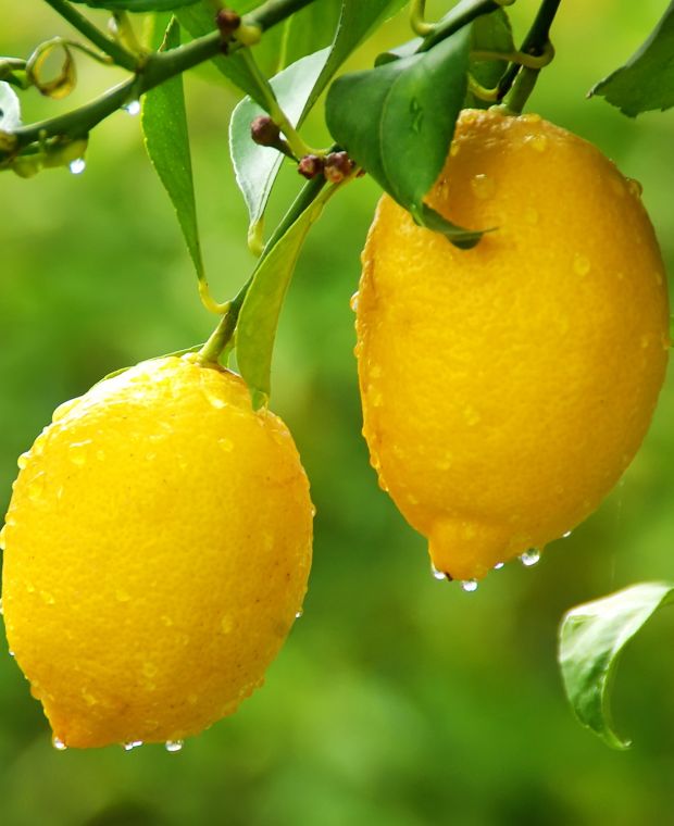 Gujarat Kagzi Lemon Plant Live Nimbu Tree Kagzi Lemon Citrus Limon Fruit Plant