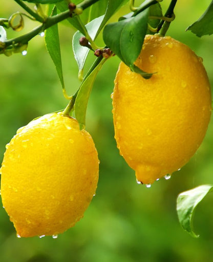Gujarat Kagzi Lemon Plant Live Nimbu Tree Kagzi Lemon Citrus Limon Fruit Plant