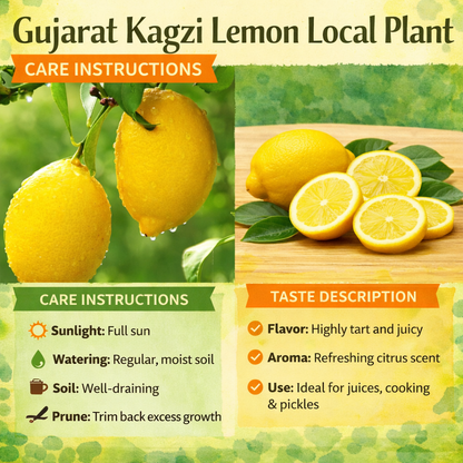 Gujarat Kagzi Lemon Plant Live Nimbu Tree Kagzi Lemon Citrus Limon Fruit Plant