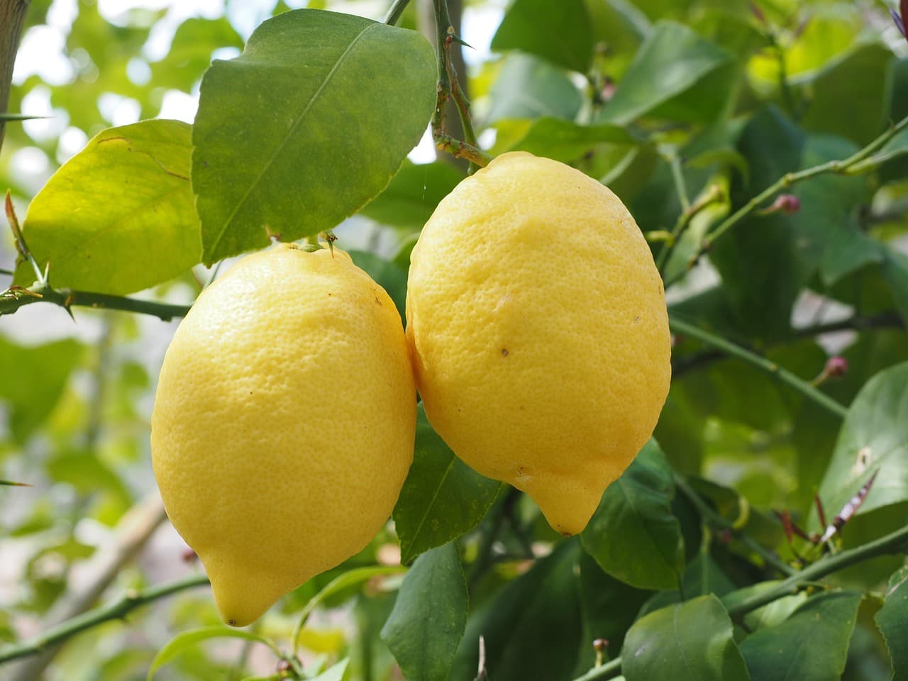 Gujarat Kagzi Lemon Plant Live Nimbu Tree Kagzi Lemon Citrus Limon Fruit Plant