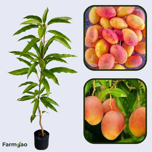 Gulab Khas Mango Aam Grafted Healthy Fruit Plant
