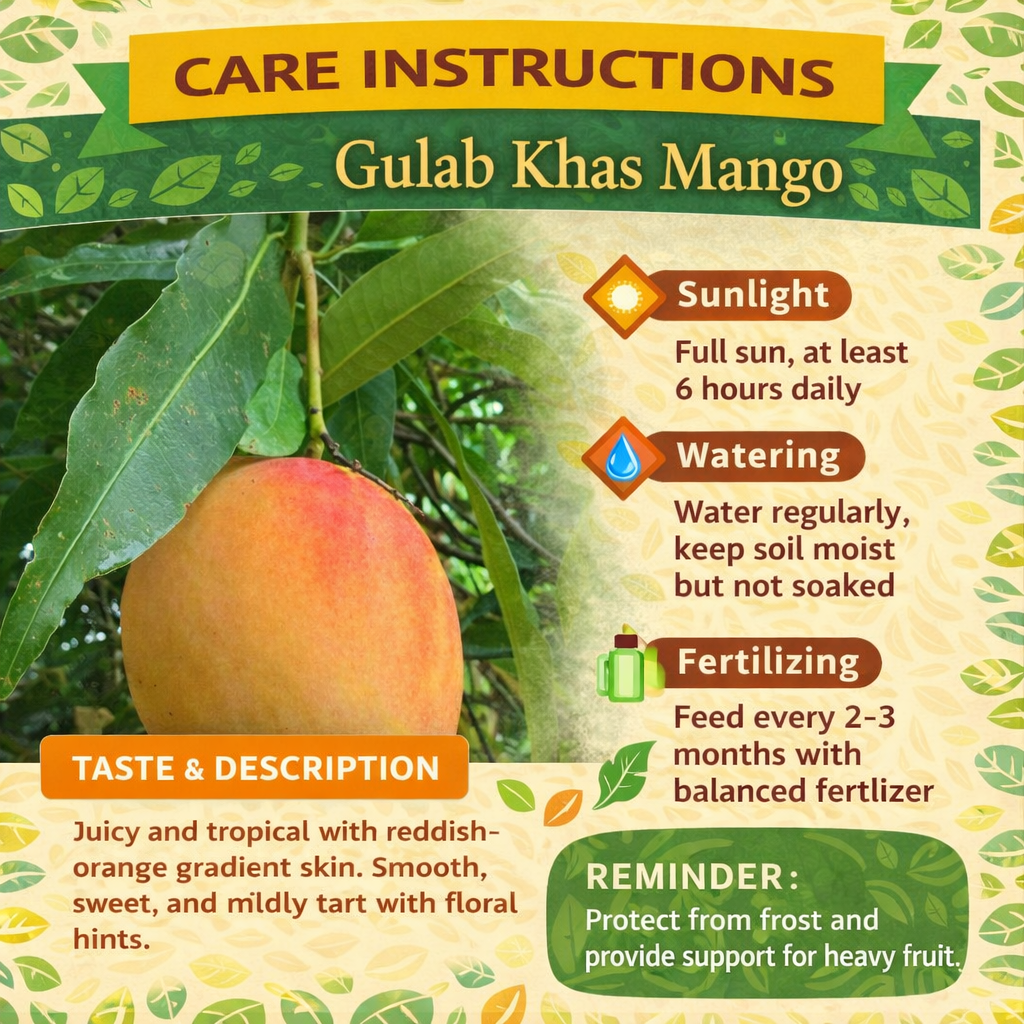 Gulab Khas Mango Aam Grafted Healthy Fruit Plant