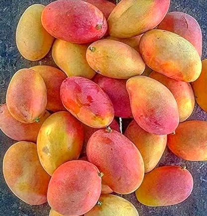 Gulab Khas Mango Aam Grafted Healthy Fruit Plant