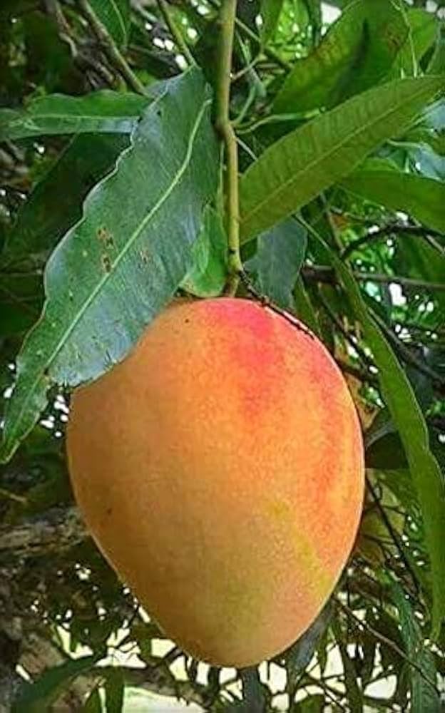 Gulab Khas Mango Aam Grafted Healthy Fruit Plant