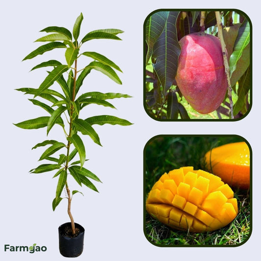 Gulabi Mango Aam Grafted Healthy Fruit Plant