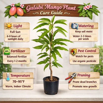 Gulabi Mango Aam Grafted Healthy Fruit Plant