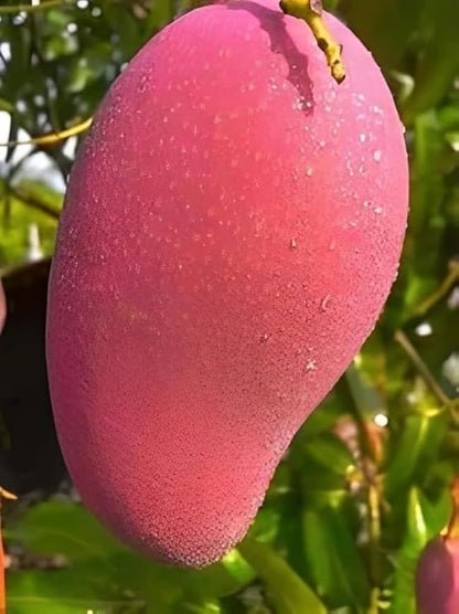 Gulabi Mango Aam Grafted Healthy Fruit Plant