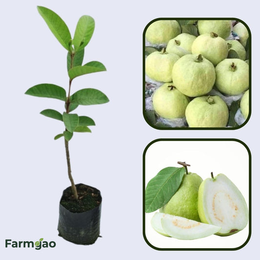 Guyana White Guava Air Layered Healthy Fruit Plant