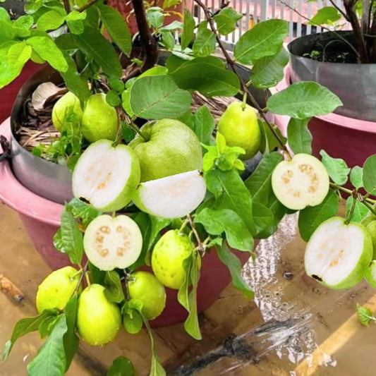Guyana White Guava Air Layered Healthy Fruit Plant