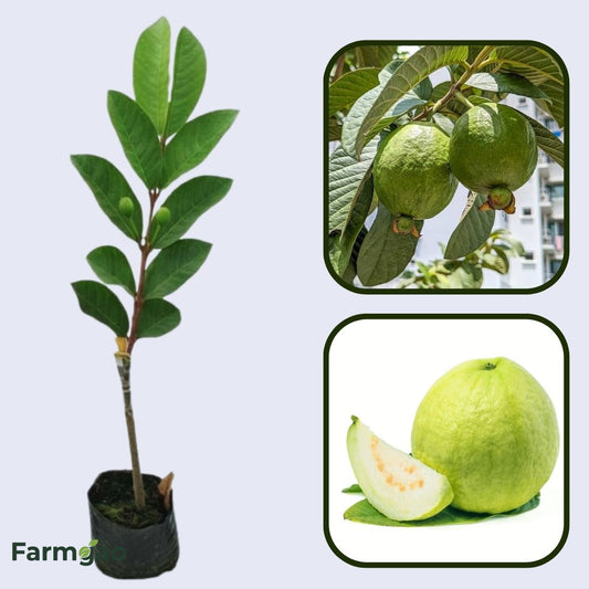 Gwalior-27 Guava Air Layered Healthy Fruit Plant