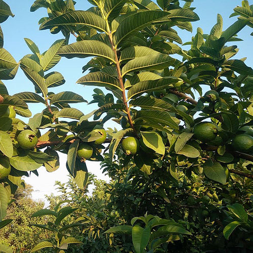 Gwalior-27 Guava Air Layered Healthy Fruit Plant