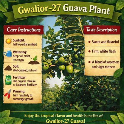Gwalior-27 Guava Air Layered Healthy Fruit Plant