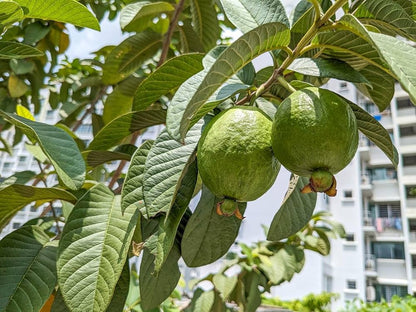 Gwalior-27 Guava Air Layered Healthy Fruit Plant