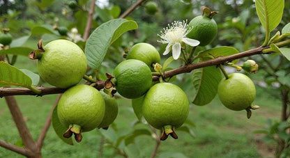 Gwalior-27 Guava Air Layered Healthy Fruit Plant