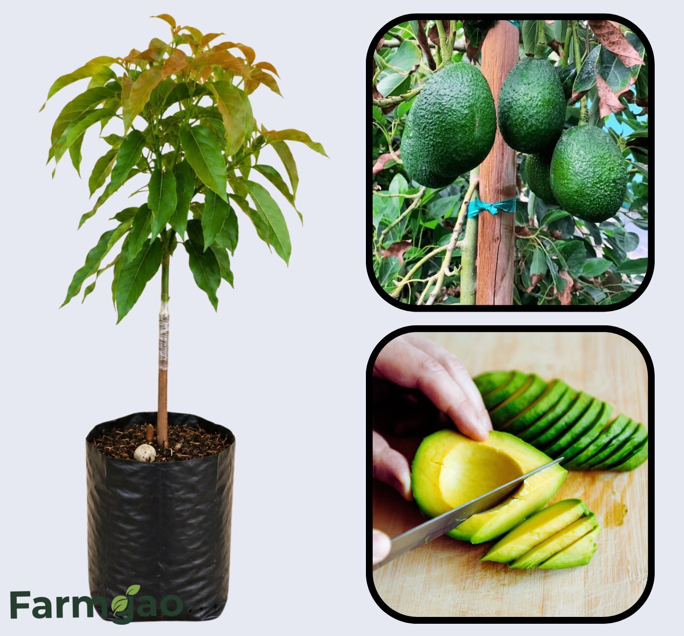 Gwen Avocado Grafted Healthy Fruit Plant